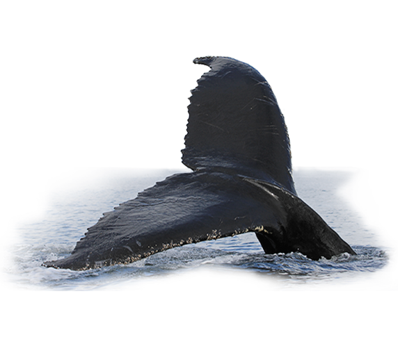 /storage/publication/640d2ed4-dd33-4269-b270-de6bb4464abc/2 хвост цвет.png